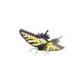 ÷ Maqueta 3d metal fascinations mariposa tiger swallowtail montaje sin pegamento ni soldadura 